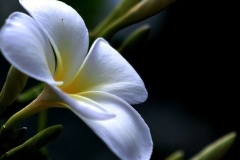 flower_0264