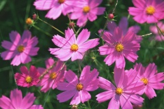 flower_0265