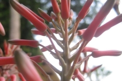 flower_0266
