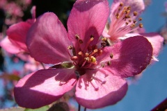 flower_0267