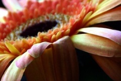 flower_0268