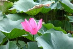 flower_0269