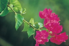 flower_0270