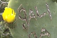 flower_0271
