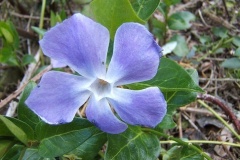 flower_0272