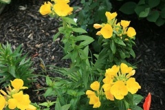 flower_0273