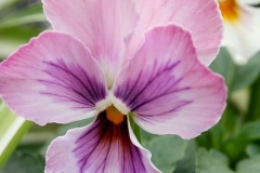 flower_0274