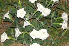 flower_0276