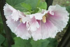 flower_0277