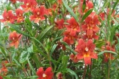 flower_0278