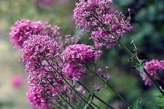 flower_0279