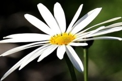 flower_0280