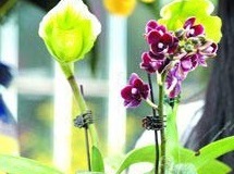 flower_0281