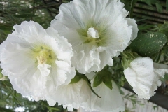 flower_0282