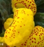 flower_0283