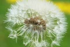 flower_0284