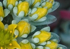 flower_0285