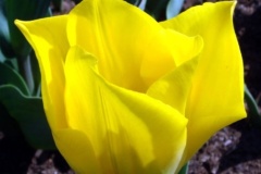 flower_0286