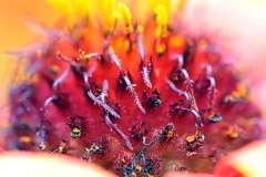 flower_0287