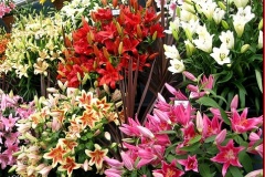 flower_0288