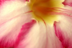 flower_0289