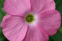 flower_0290