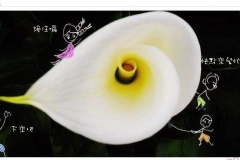 flower_0291