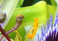 flower_0292