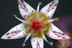 flower_0293