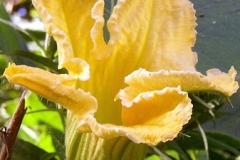 flower_0294