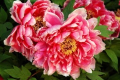 flower_0295