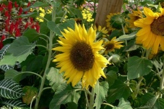 flower_0296