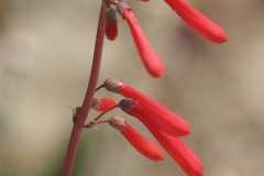 flower_0297