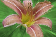 flower_0298