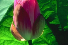 flower_0299