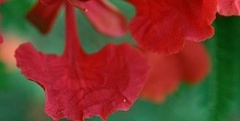 flower_0300