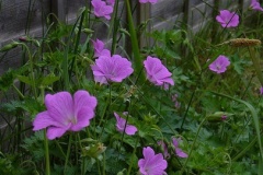 flower_0301