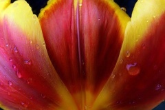 flower_0302