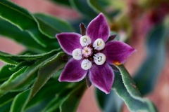 flower_0303