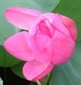 flower_0304
