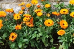 flower_0305
