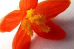 flower_0306