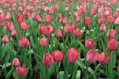 flower_0307