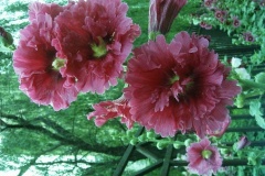 flower_0309