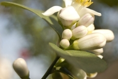 flower_0310