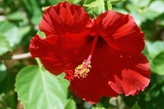 flower_0311