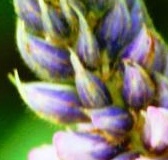 flower_0312