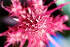 flower_0313