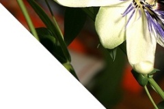 flower_0314