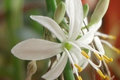 flower_0315